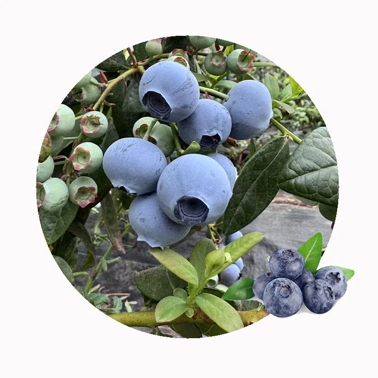 bulk frozen blueberries for commercial fruit supply bulk frozen blueberries for commercial fruit supply