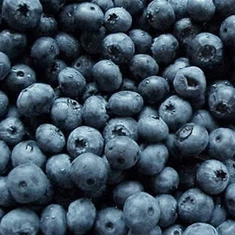 Zamrznjene borovnice divje