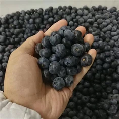 Sadovnjaka zlato zamrznjene borovnice